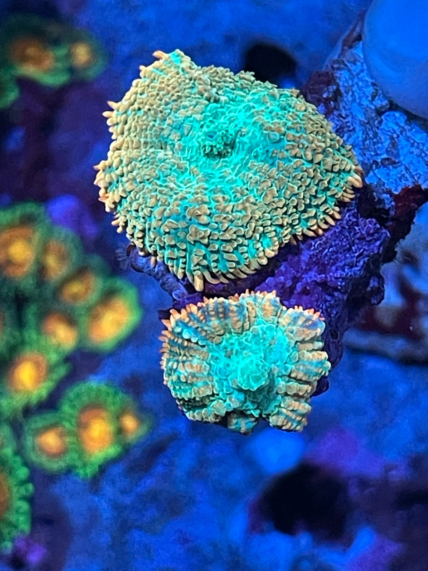 Tequila Sunrise Rhodactis