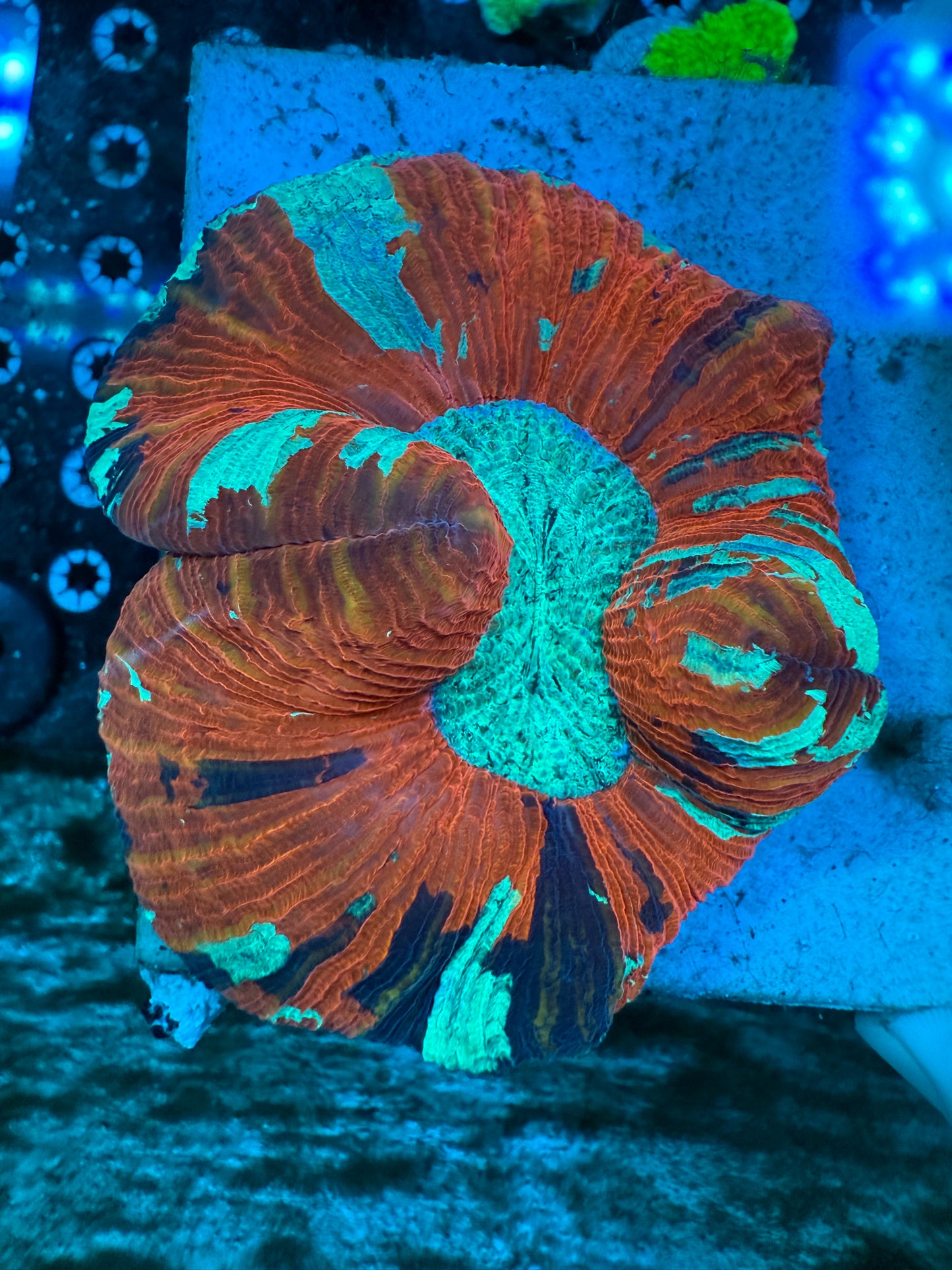 WYSIWYG Trachyphyllia #2