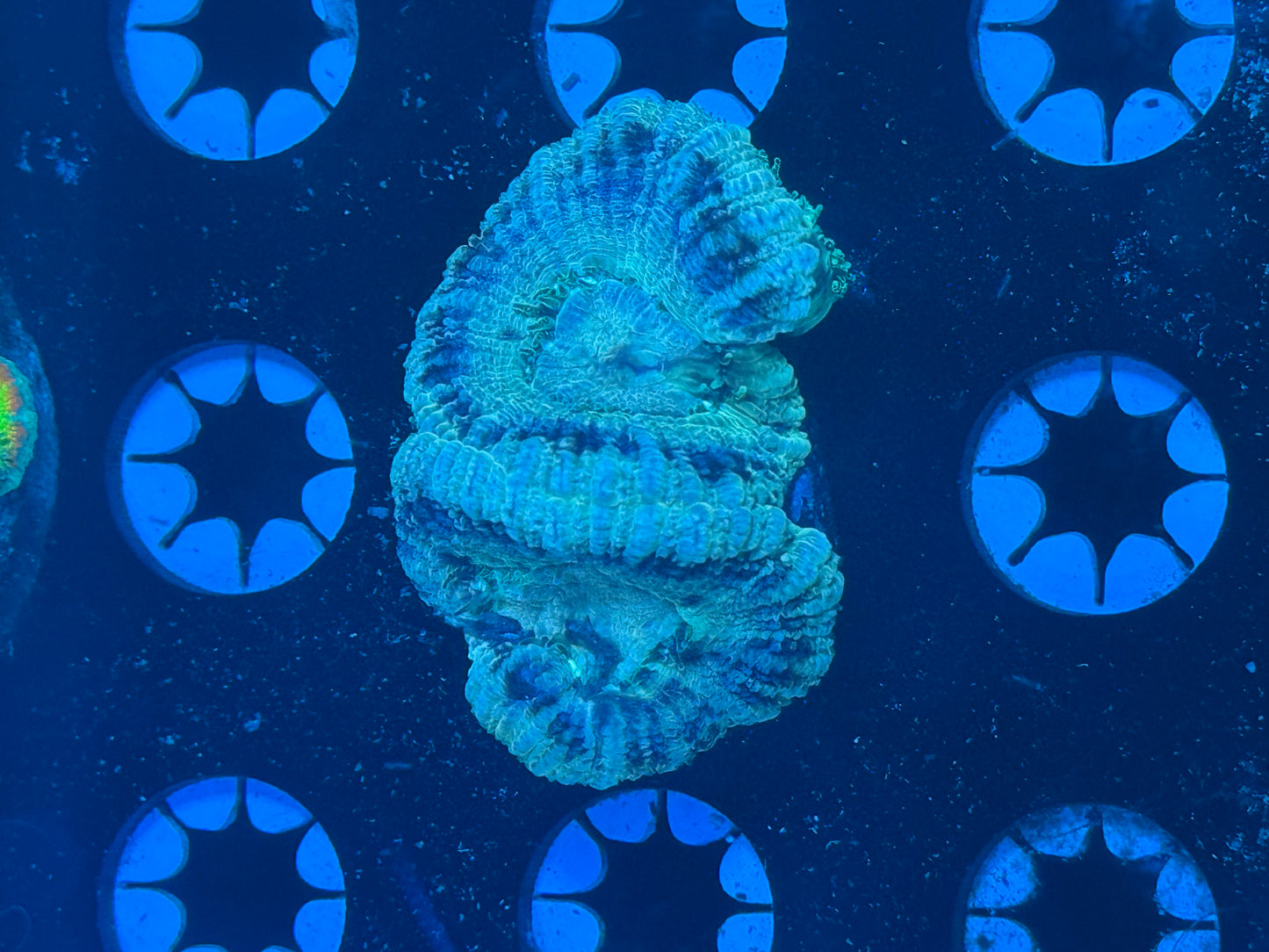 WYSIWYG White Acan