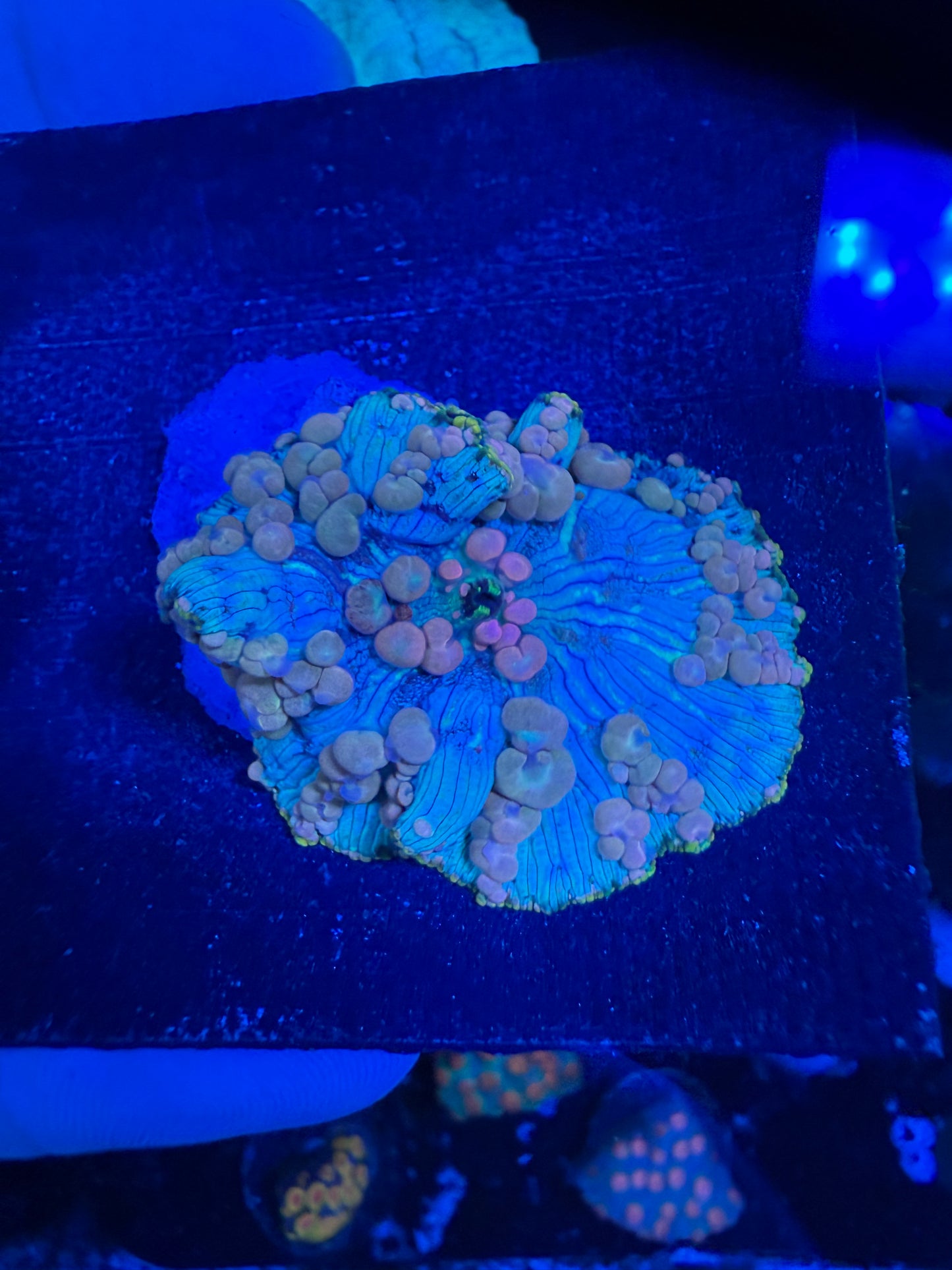 WYSIWYG The Perfect Neptune Bounce