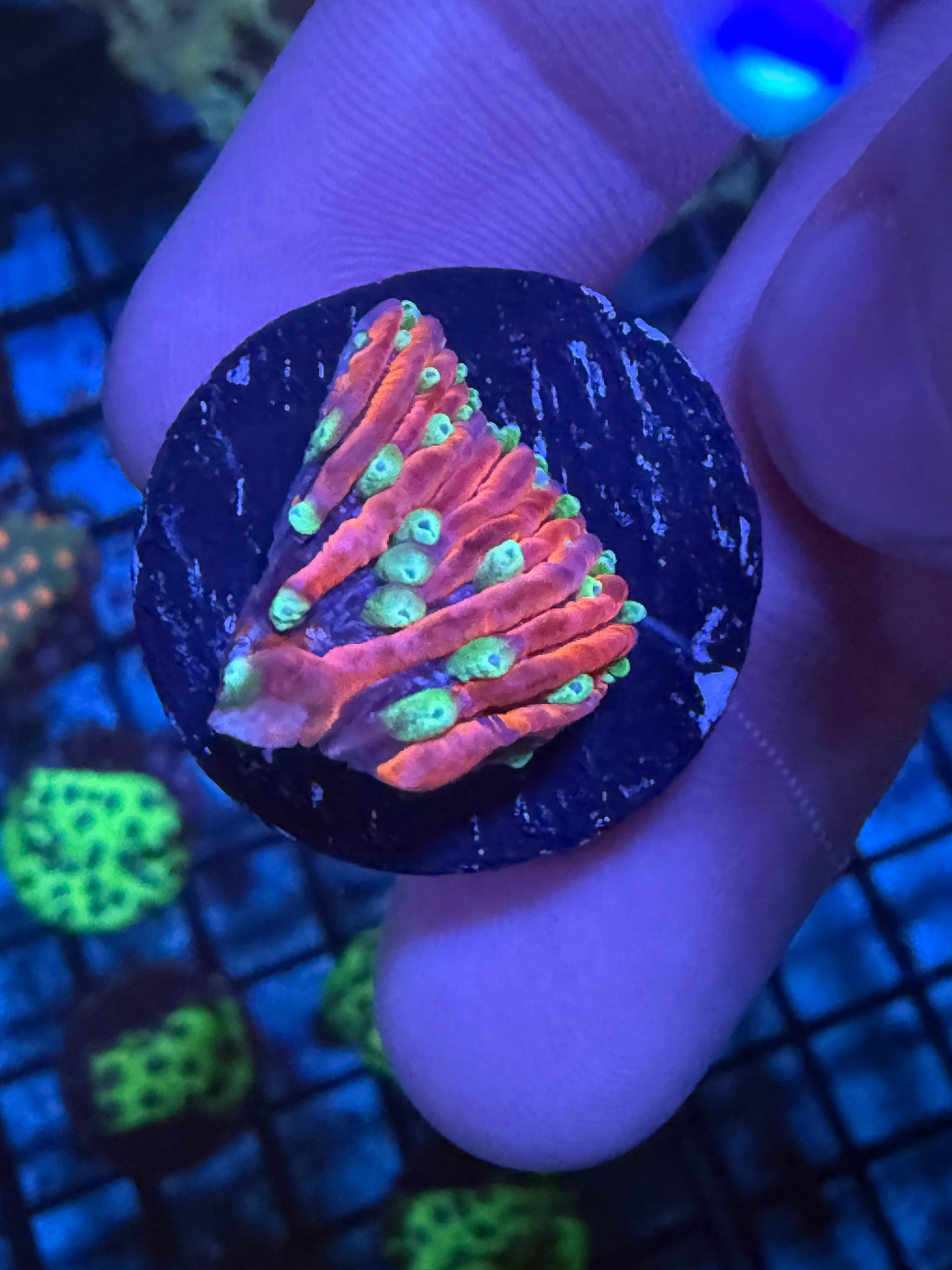 WYSIWYG Insanity Plate