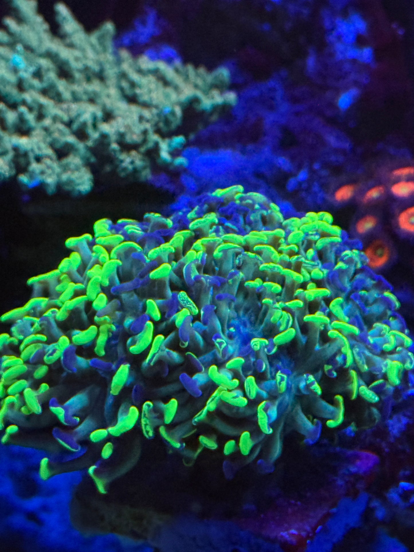 Aussie Purple Splatter Hammer