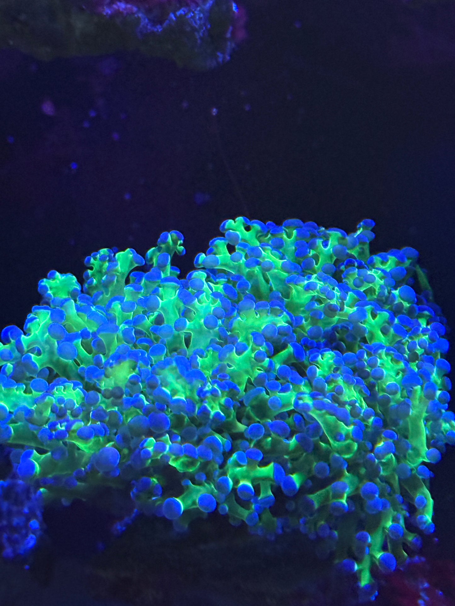 Purple Tip Frogspawn