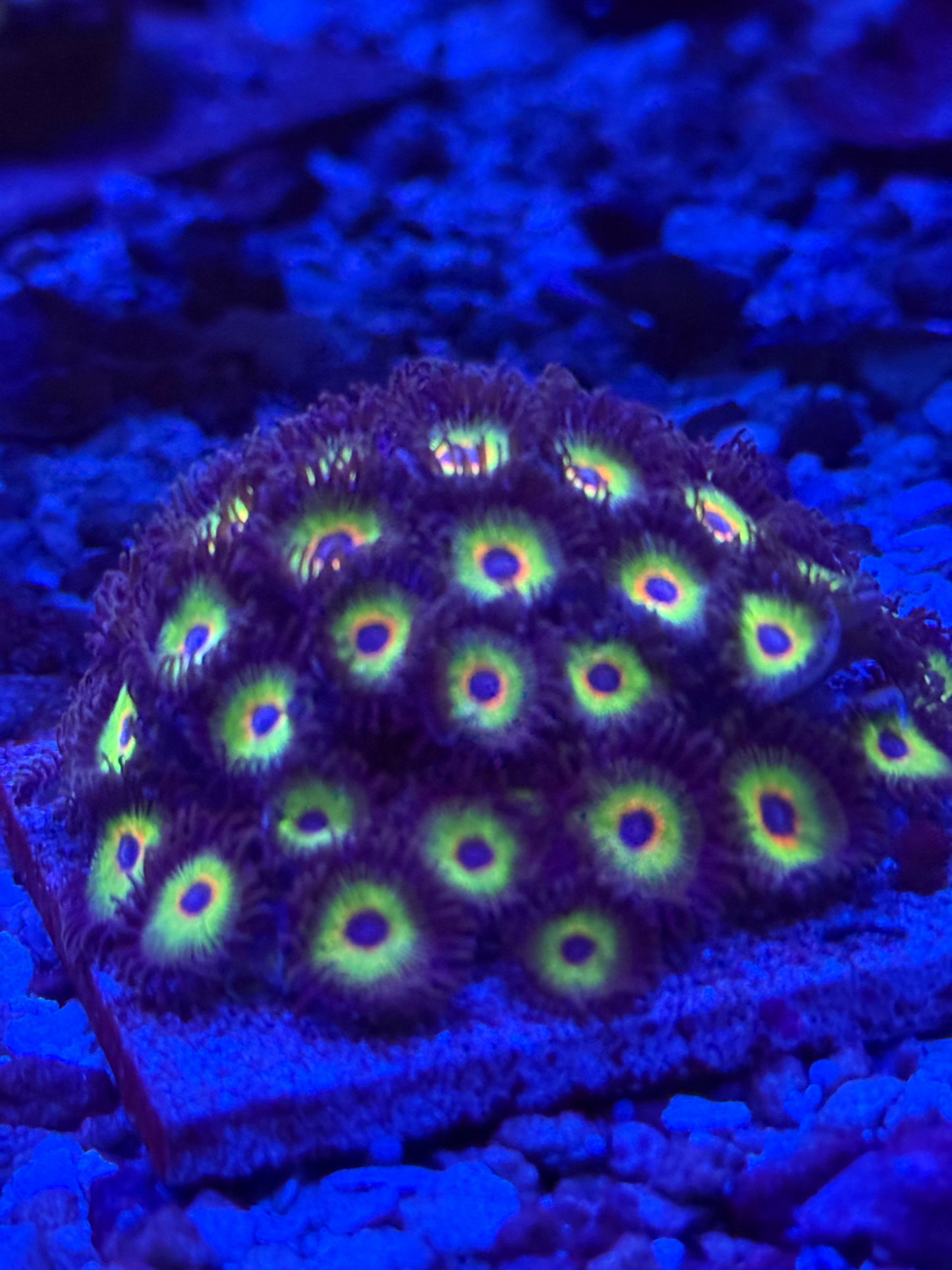 Bob Marley Zoanthids