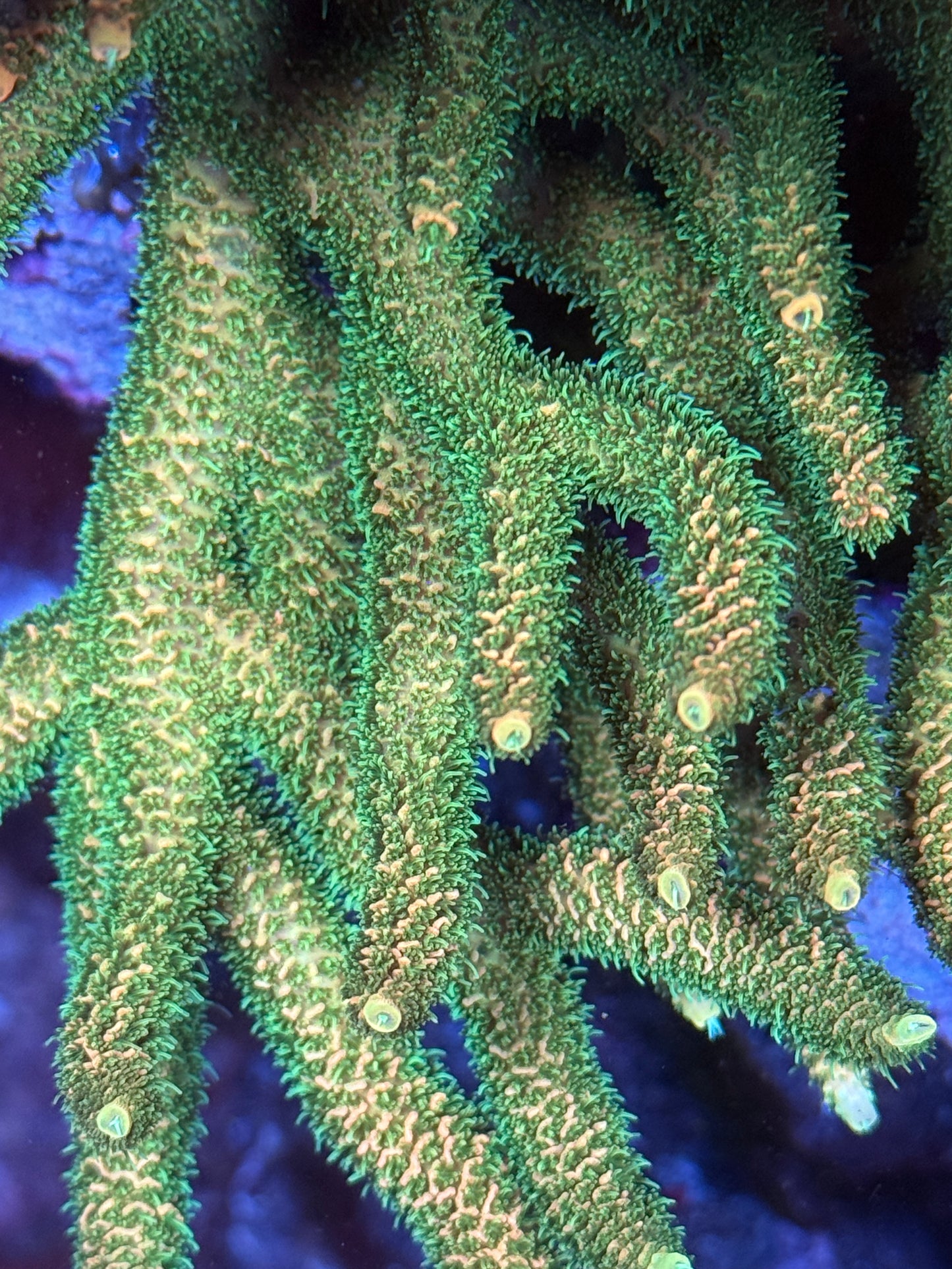 Lemon Lime Millepora