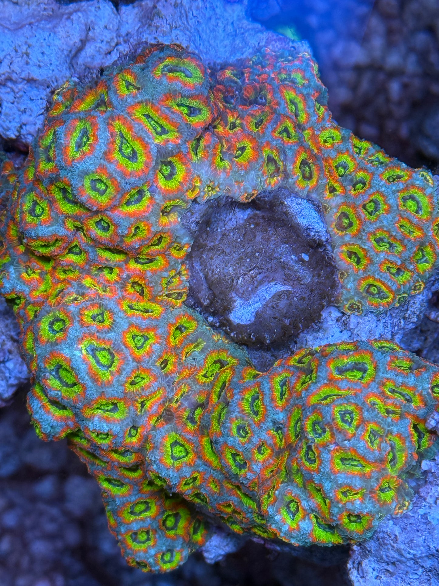 Holy Grail Micromussa