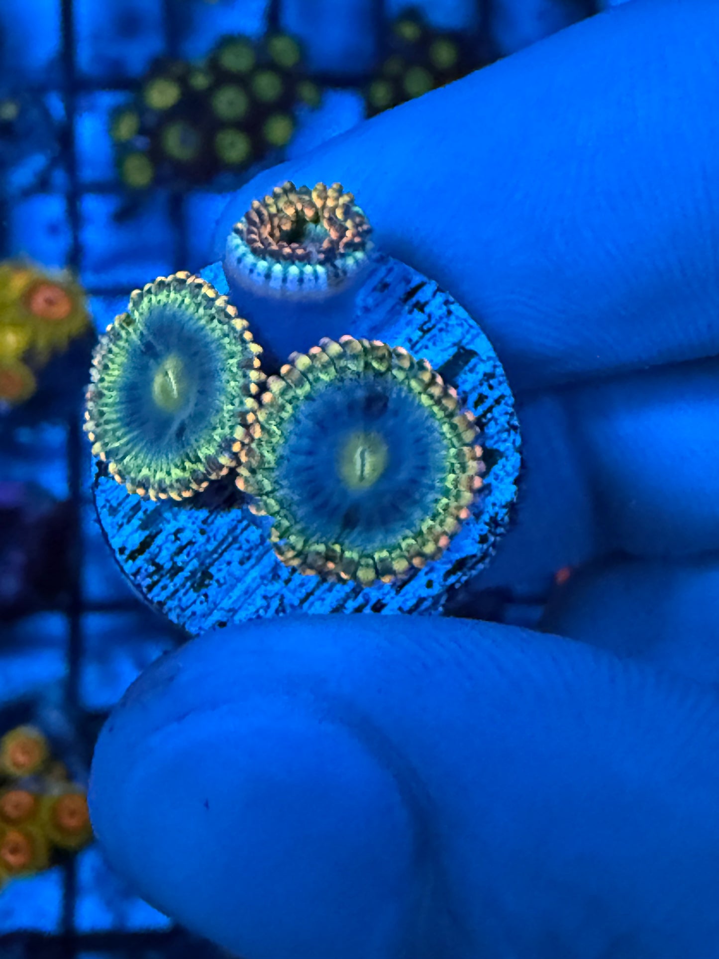 WYSIWYG 3 Polyp Blue Rhino