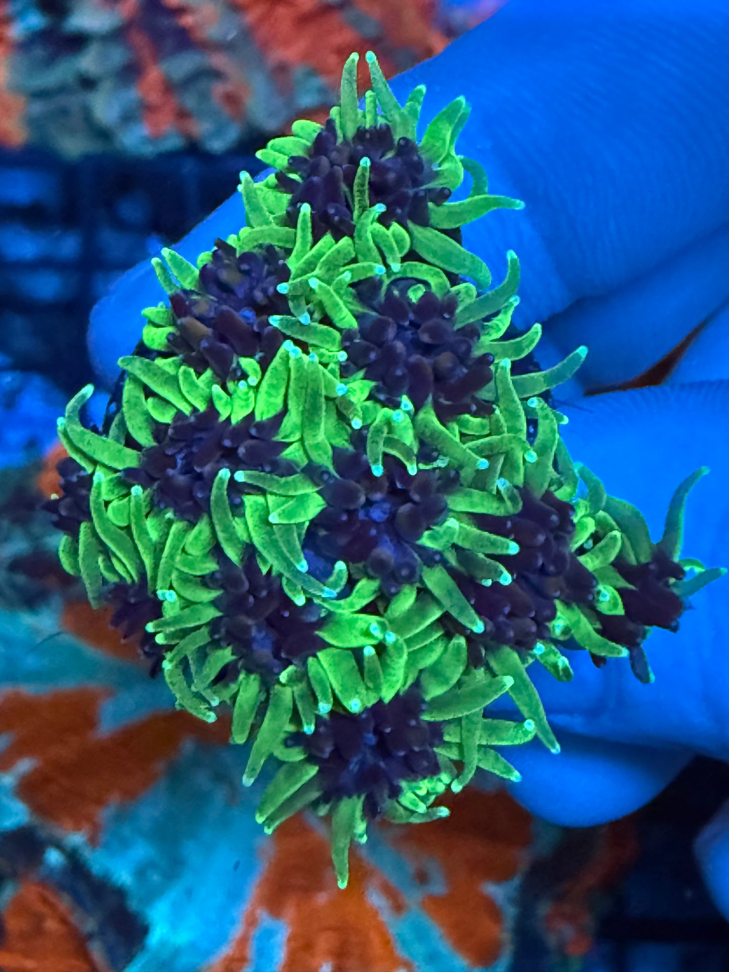 Sonic The Hedgehog Galaxea