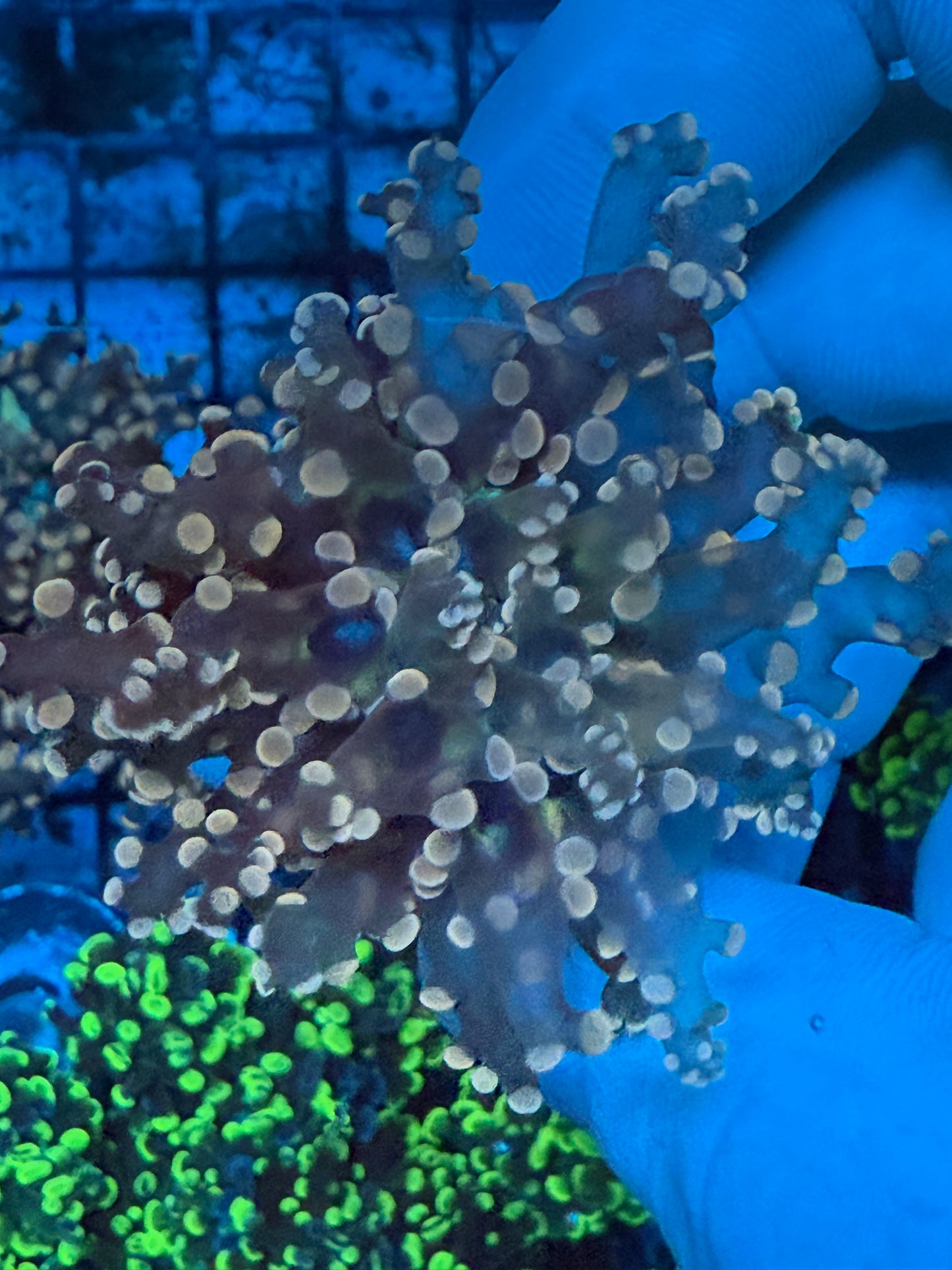 Gold tipped Octospawn