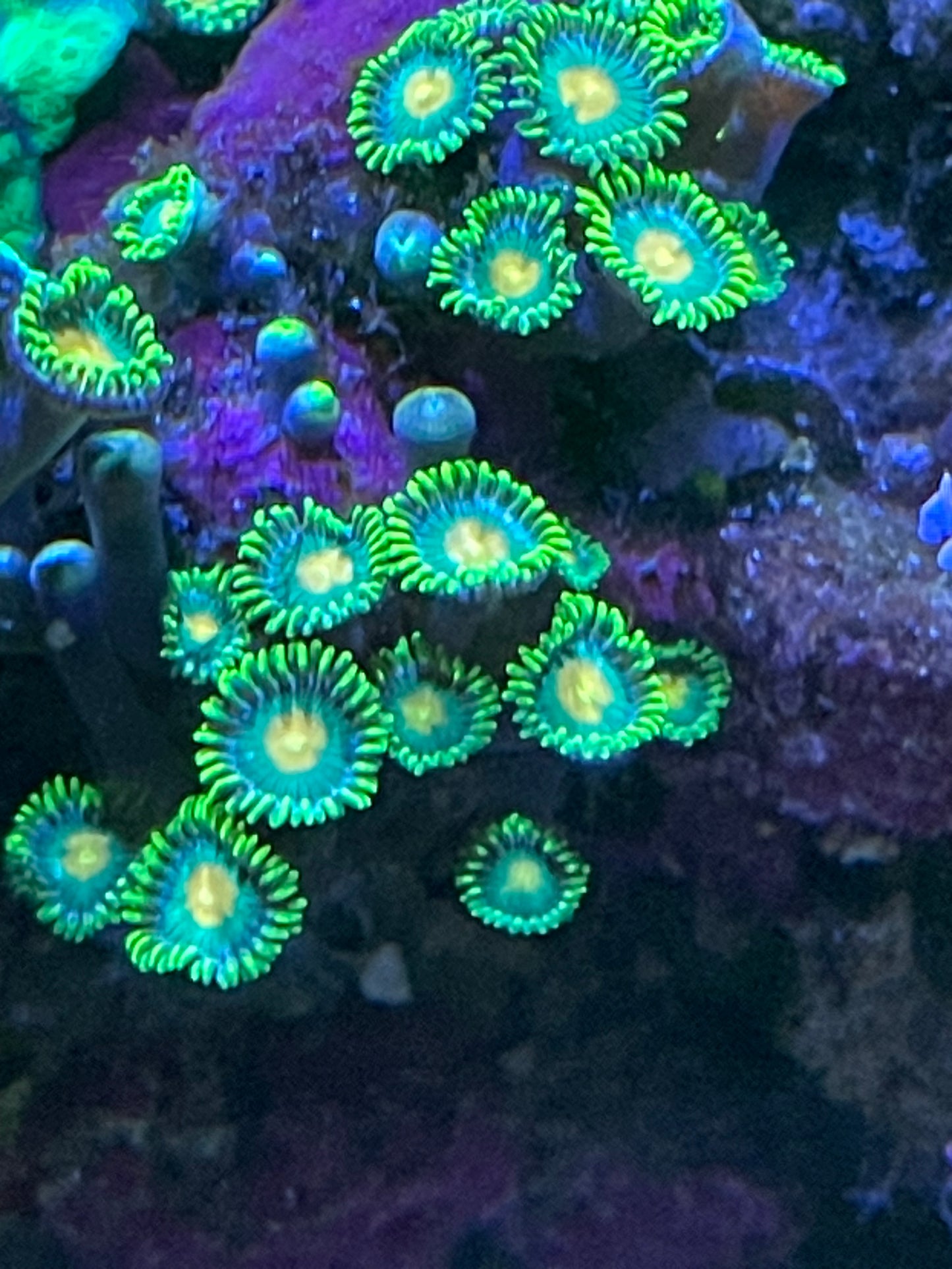 DreamWeaver Zoanthid