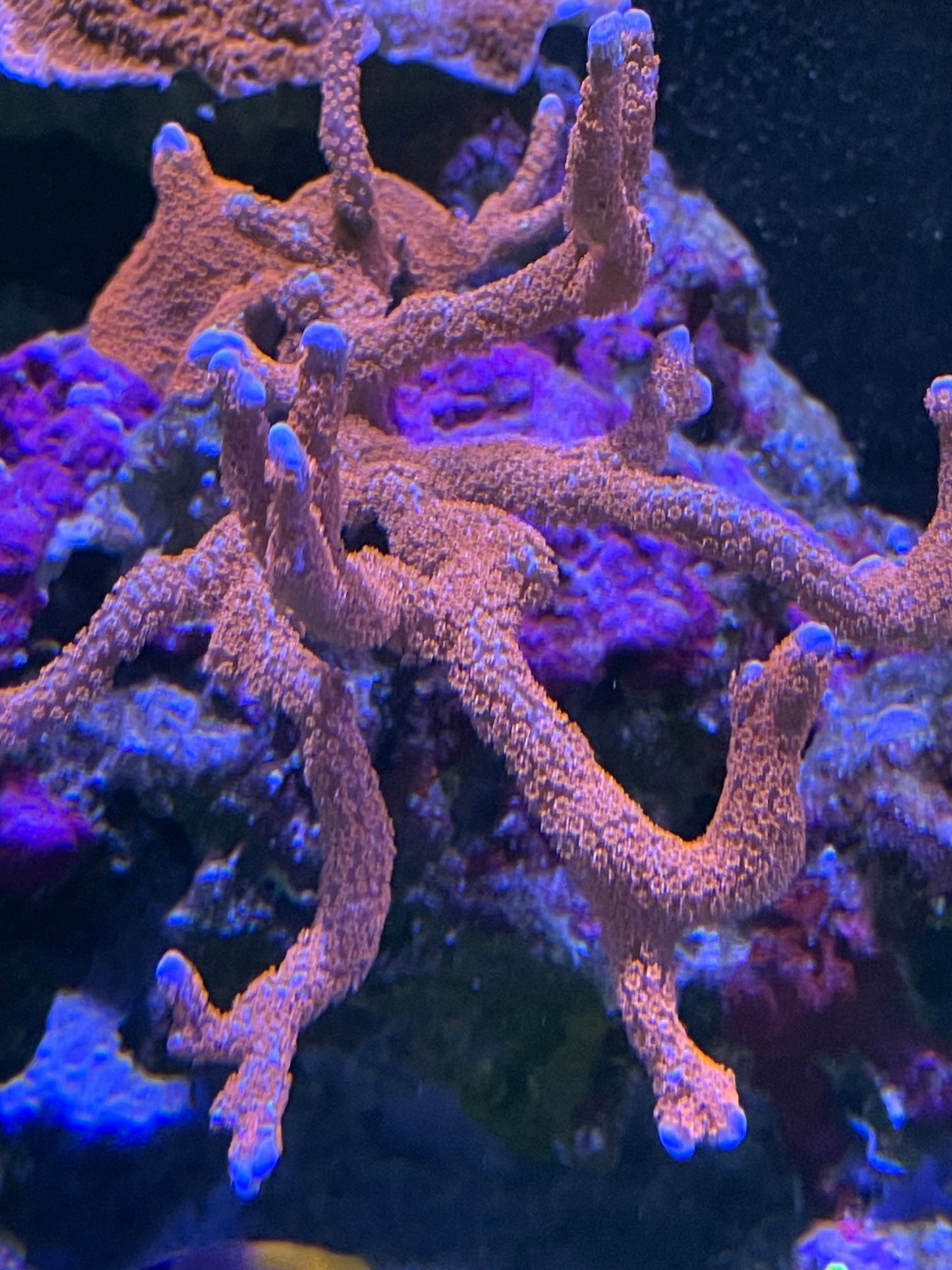 Bubblegum Digitata