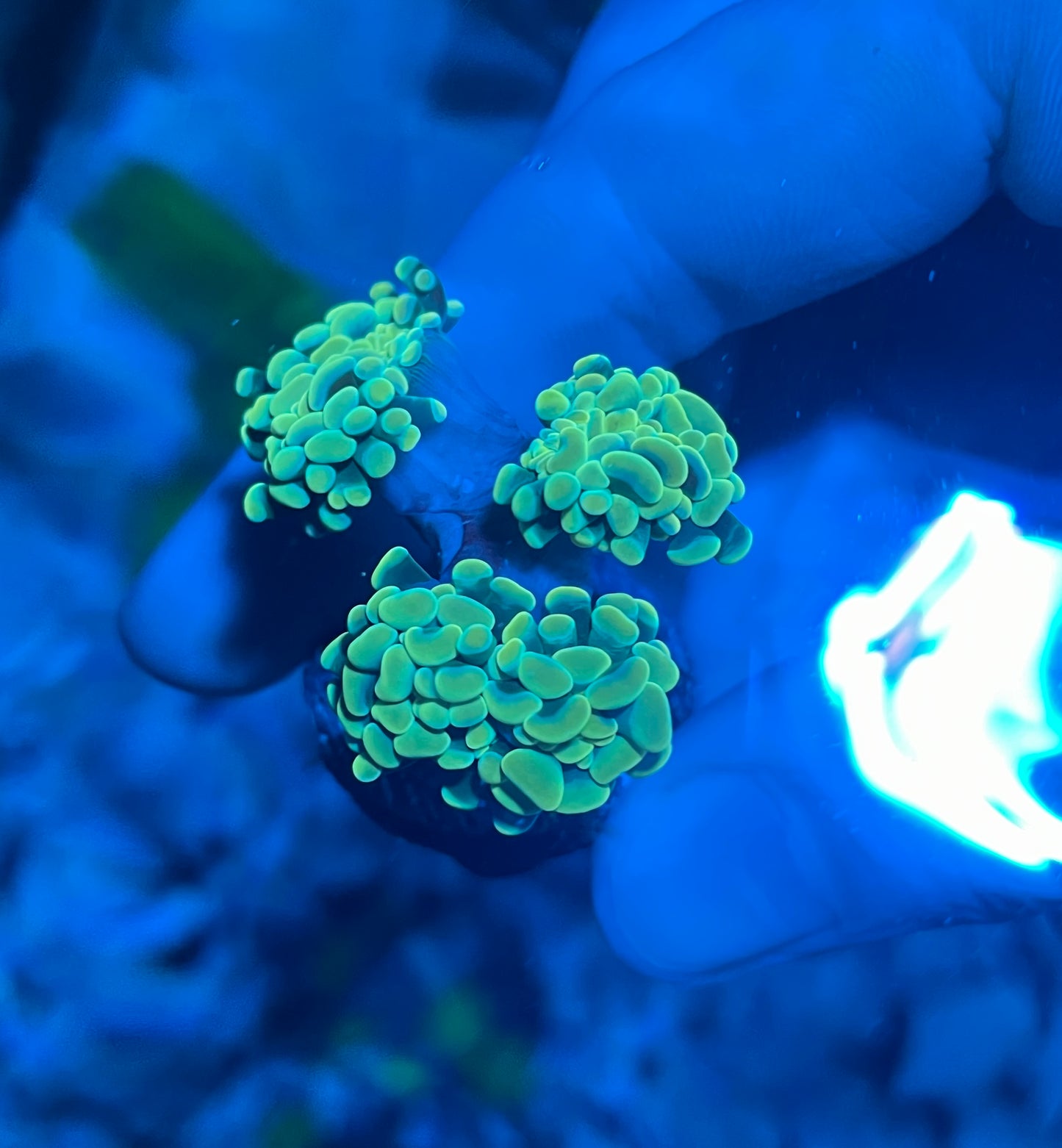 Gold Branching Hammer Coral