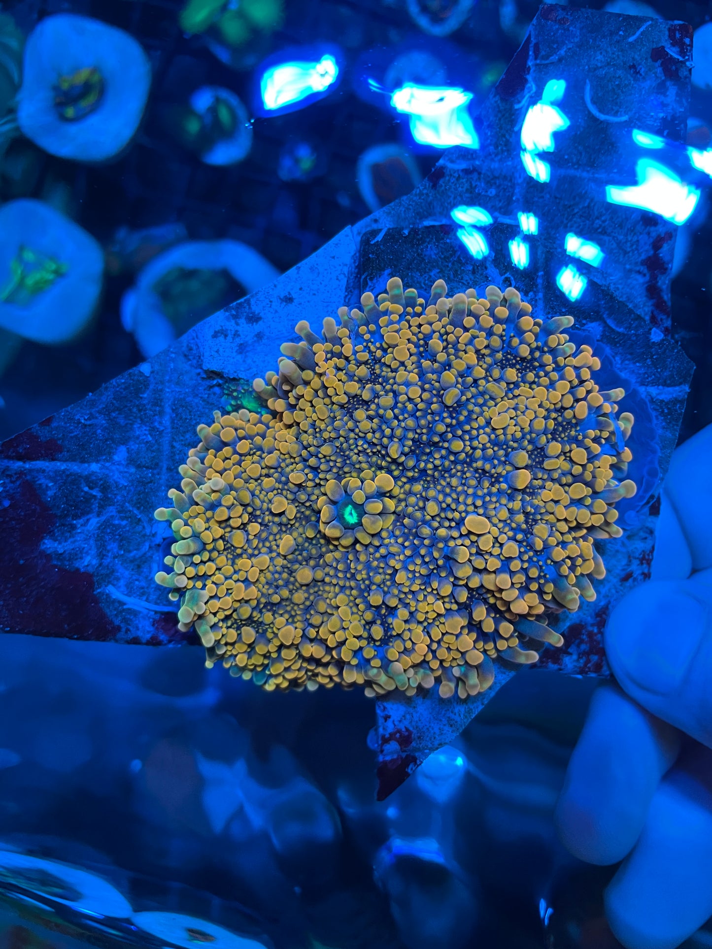 King Kong Ricordea Yuma