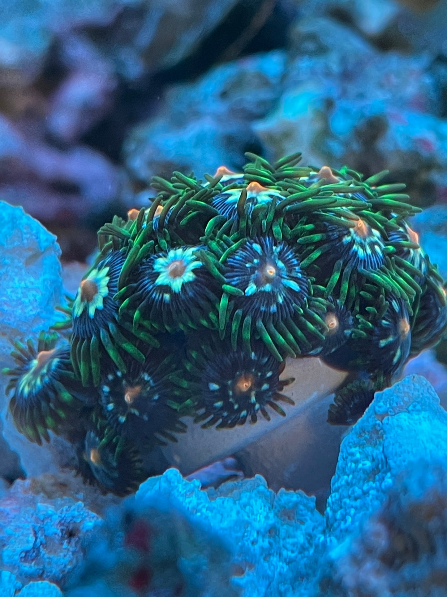 Daisy Cutter Zoanthids