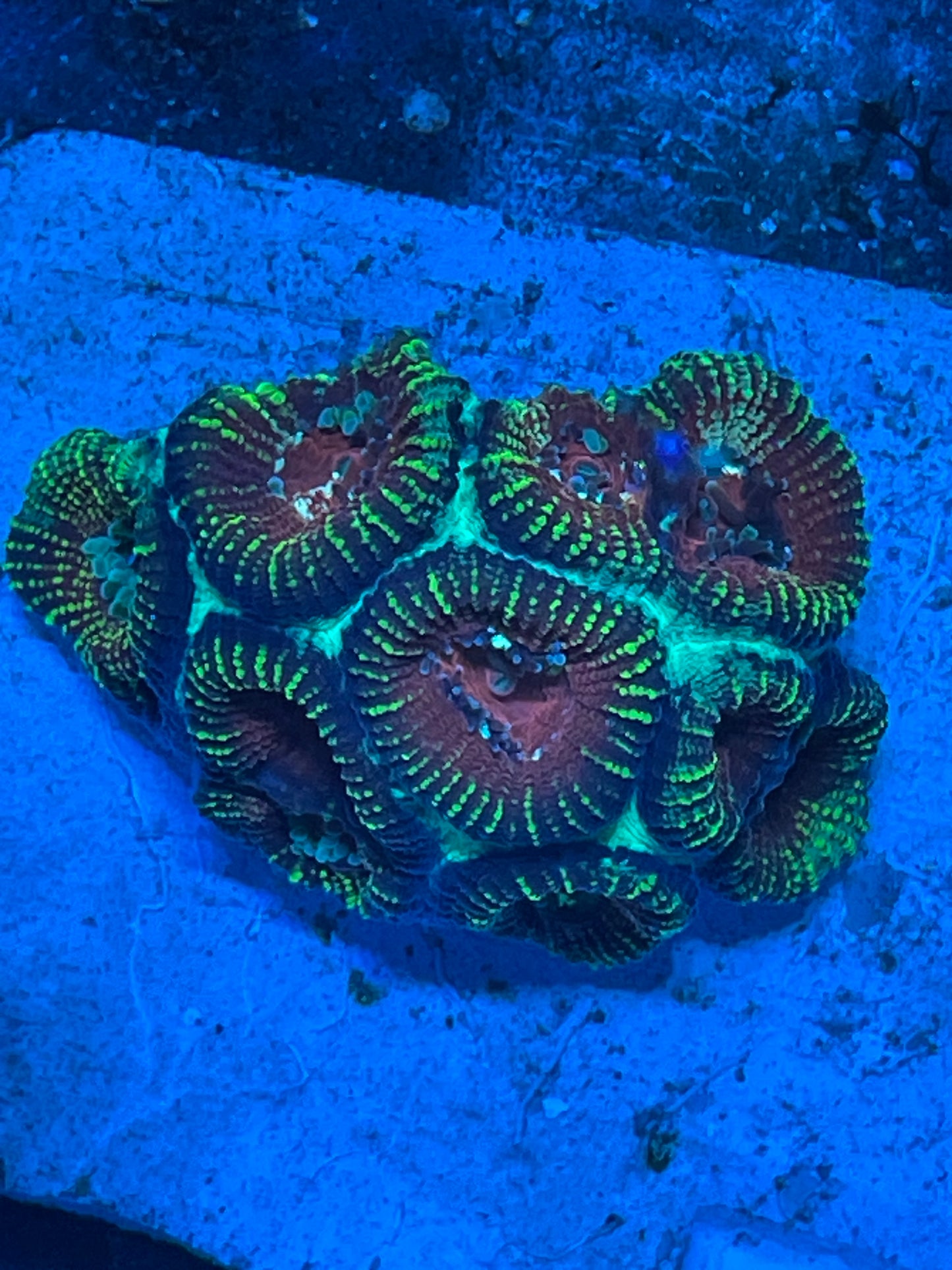 Teal Edged Mayan Sunset favia