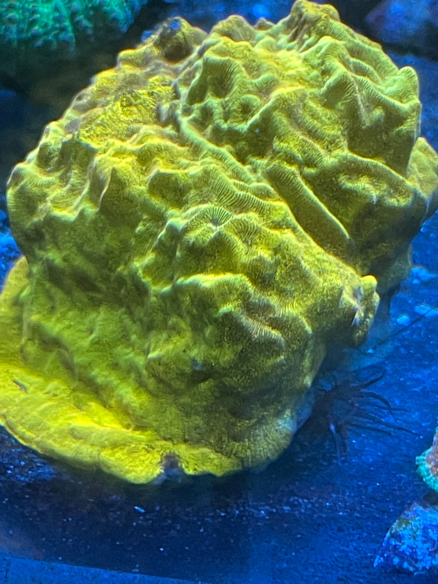 24K Gold Leptoseris