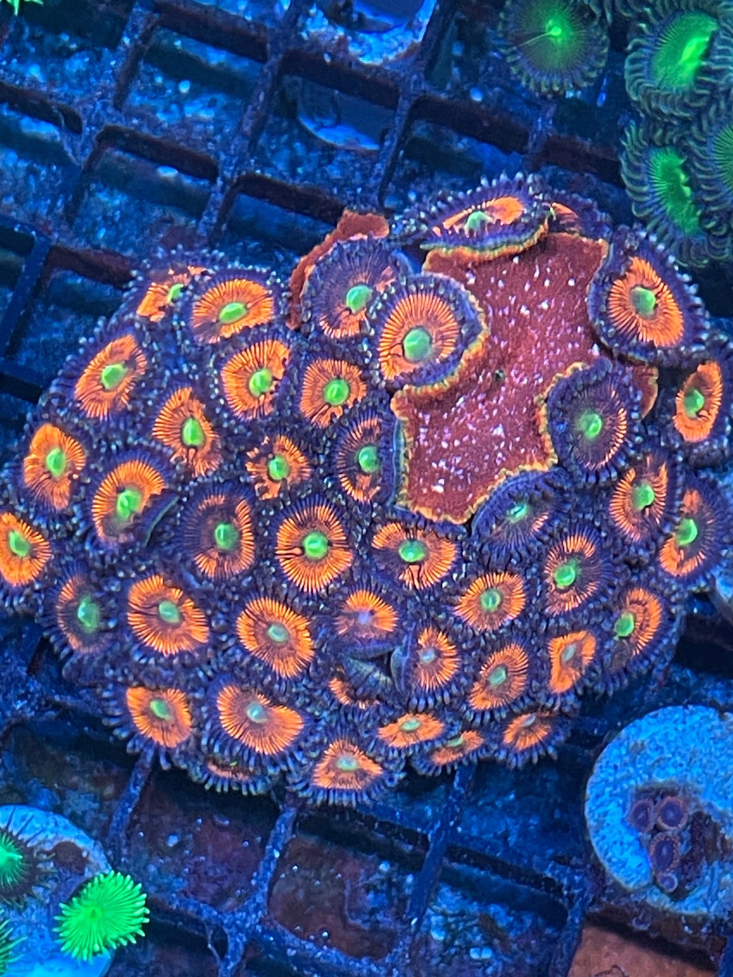 Everlasting Gobstopper Zoanthid