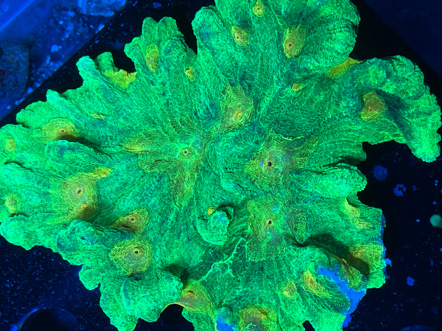 Space Invader Pectinia