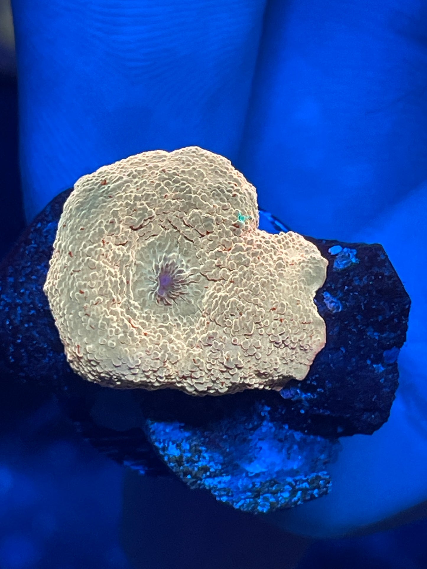Poletti Jawbreaker Discosoma Mushroom