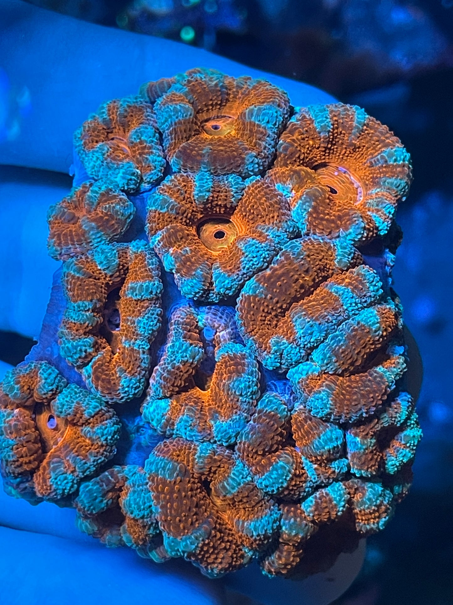 Blue and Red Acan Micromussa