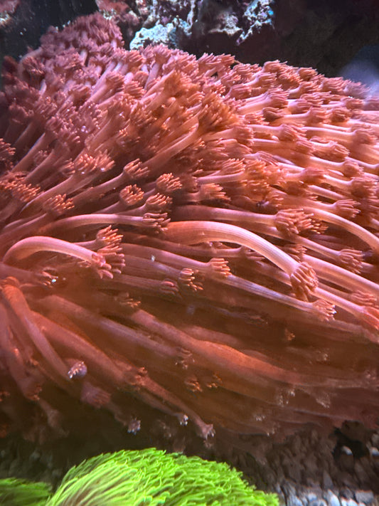 Pink Goniopora