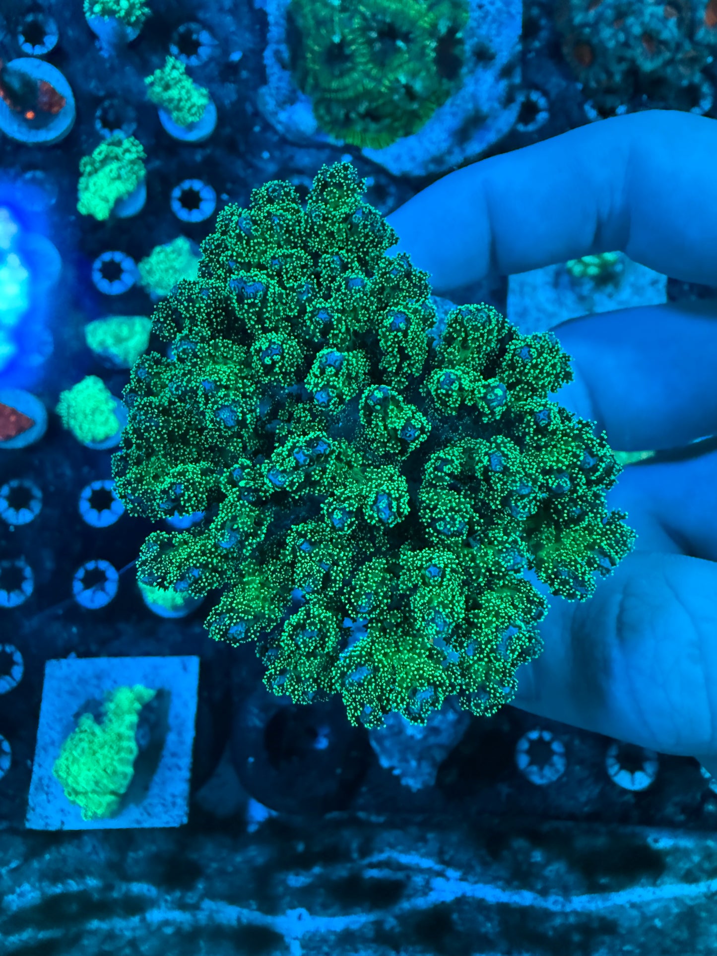 Neon Green Pocillopora