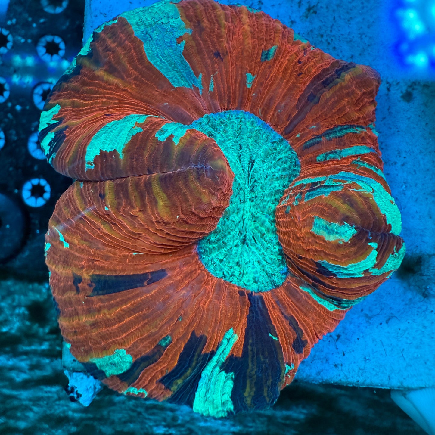 WYSIWYG Trachyphyllia #2