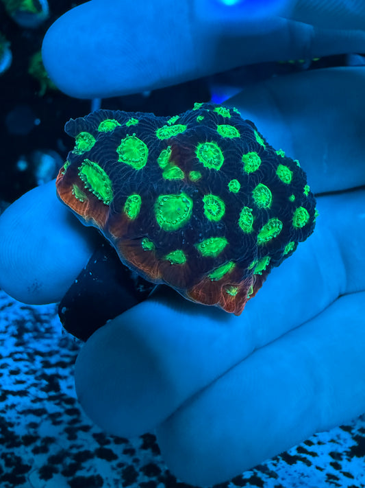 Evil Eye Echinata