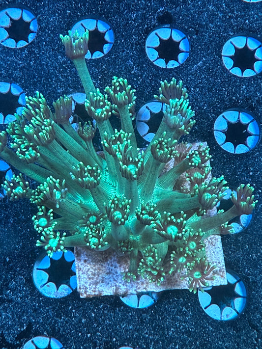 Green Goniopora