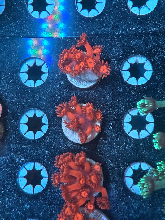 Ultra Red Goniopora
