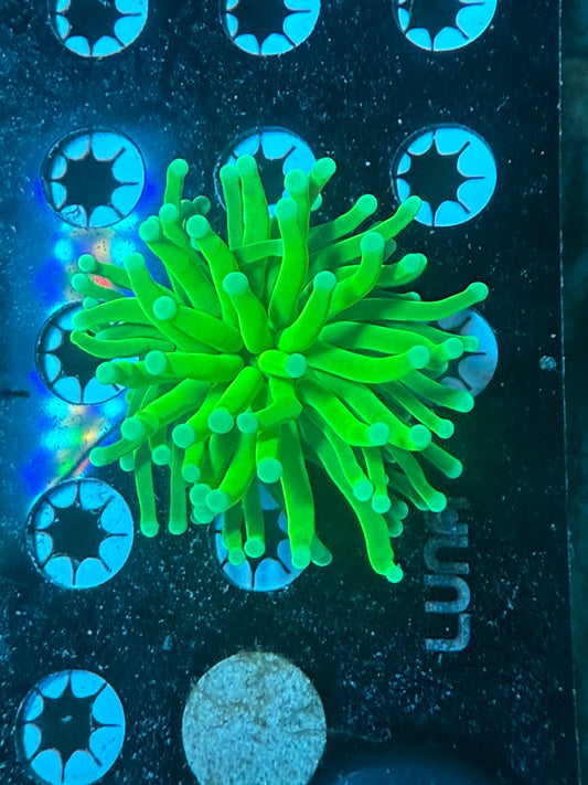 WYSIWYG Sunburn Holy Grail Torch