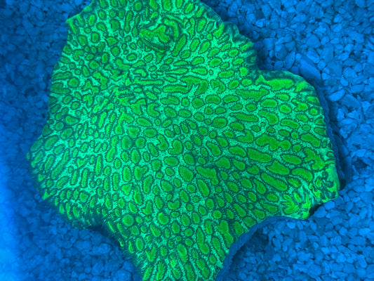 JF Limelight Hydnophora