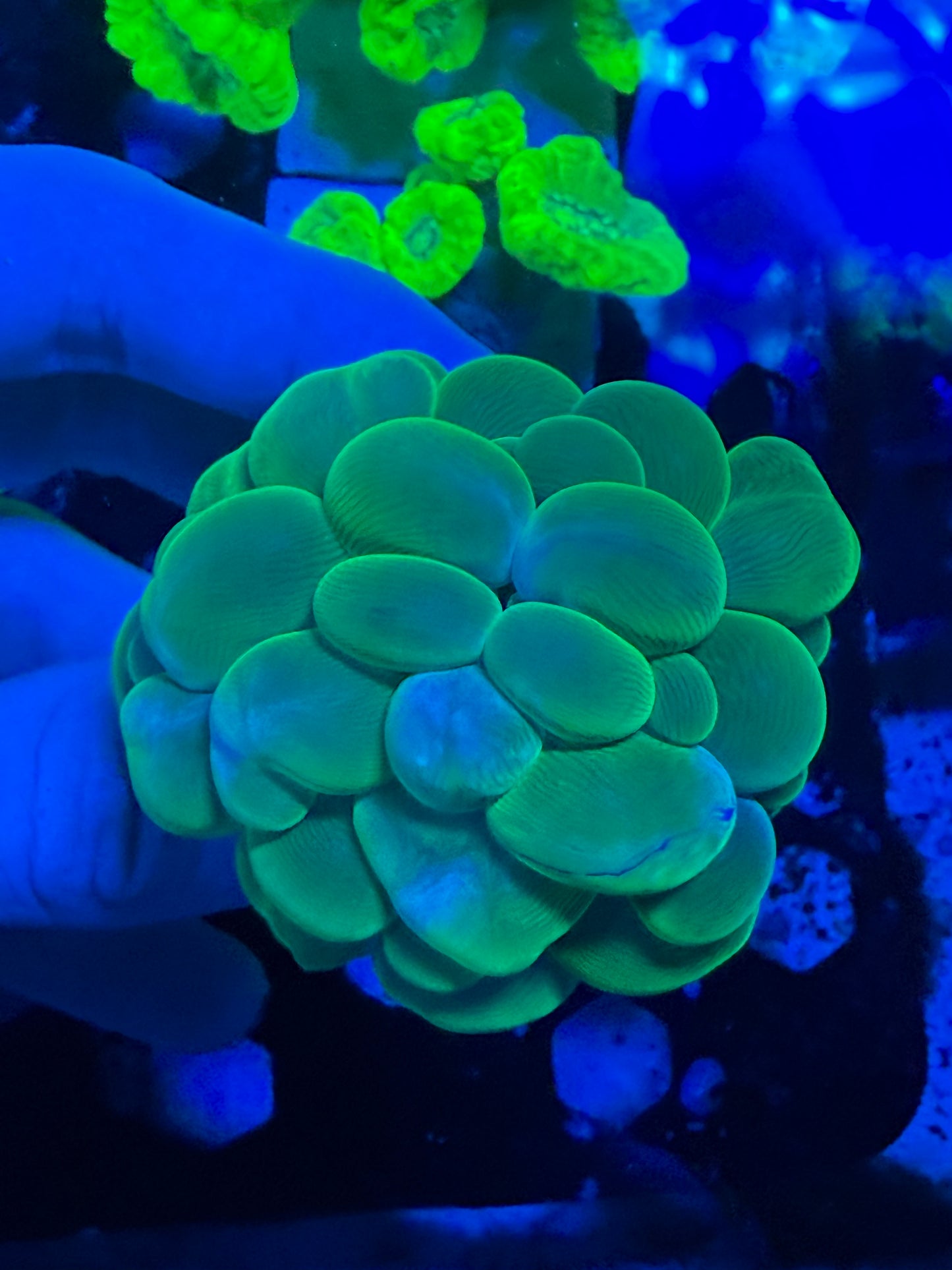 WYSIWYG Green Bubble Coral