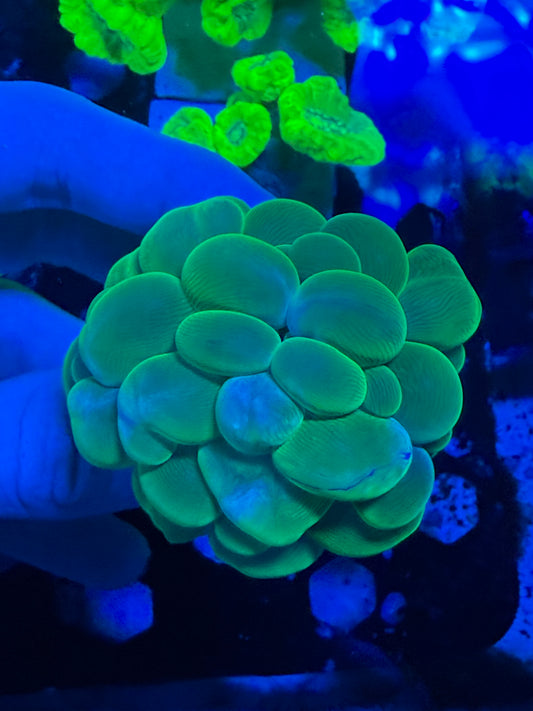 WYSIWYG Green Bubble Coral