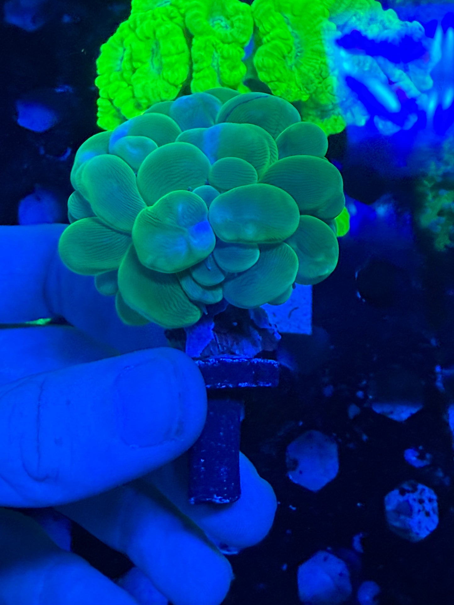 WYSIWYG Green Bubble Coral