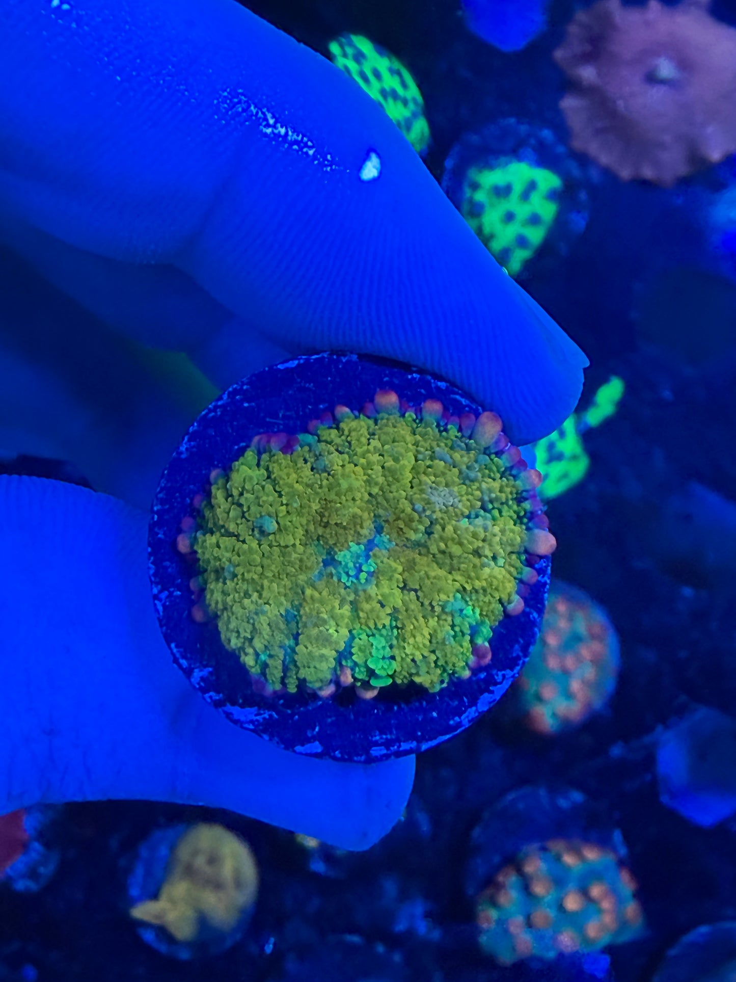 Gonzos Golden Dragon Mushroom