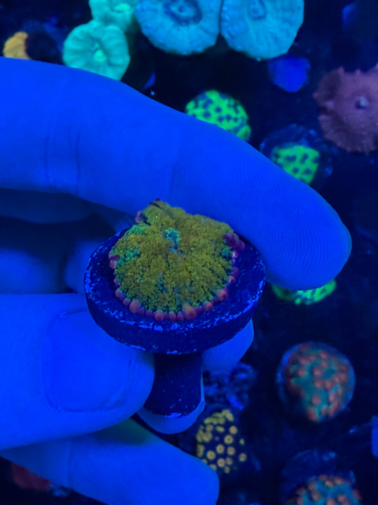 Gonzos Golden Dragon Mushroom