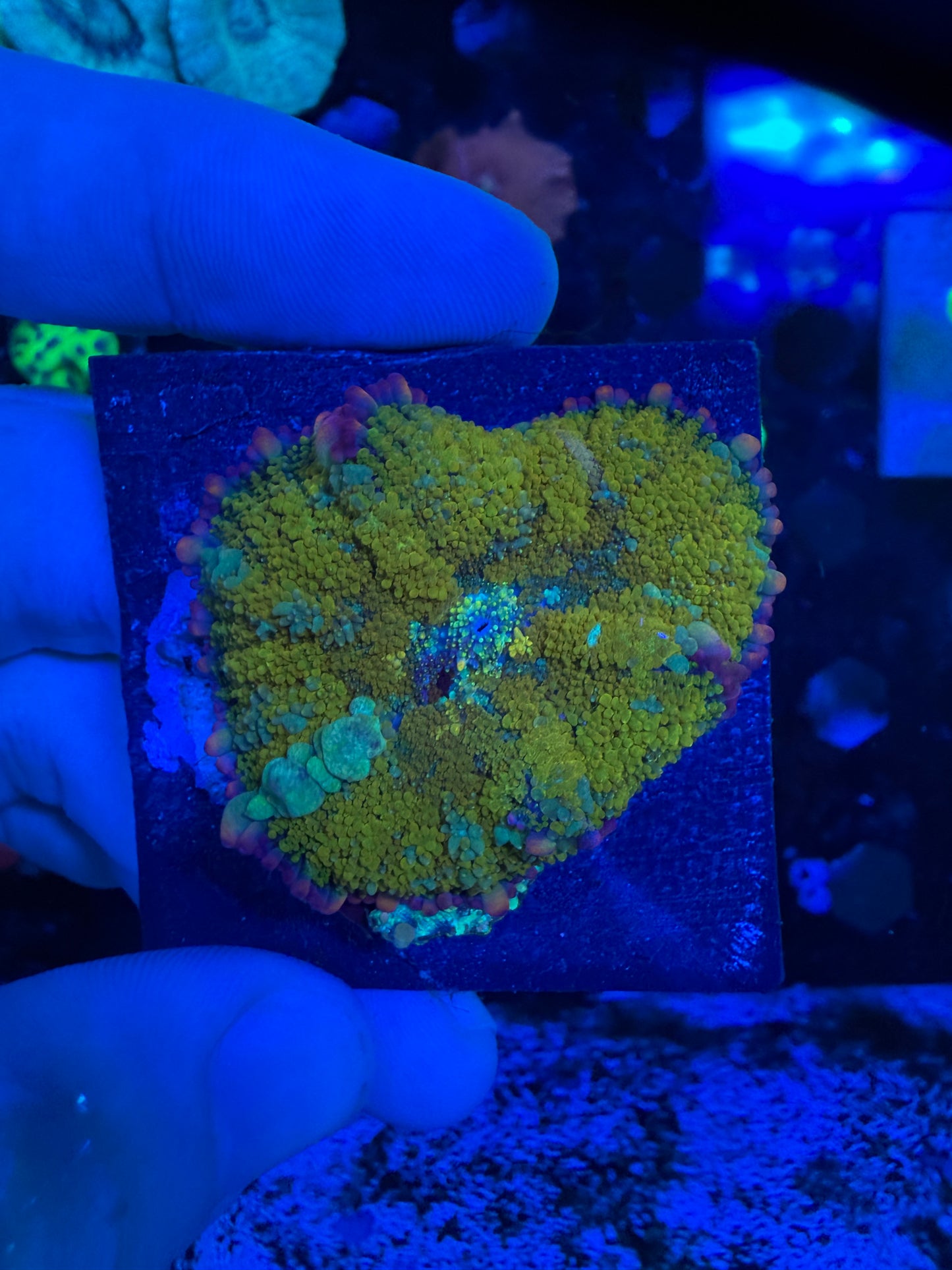 WYSIWYG Gonzos Golden Dragon Bounce