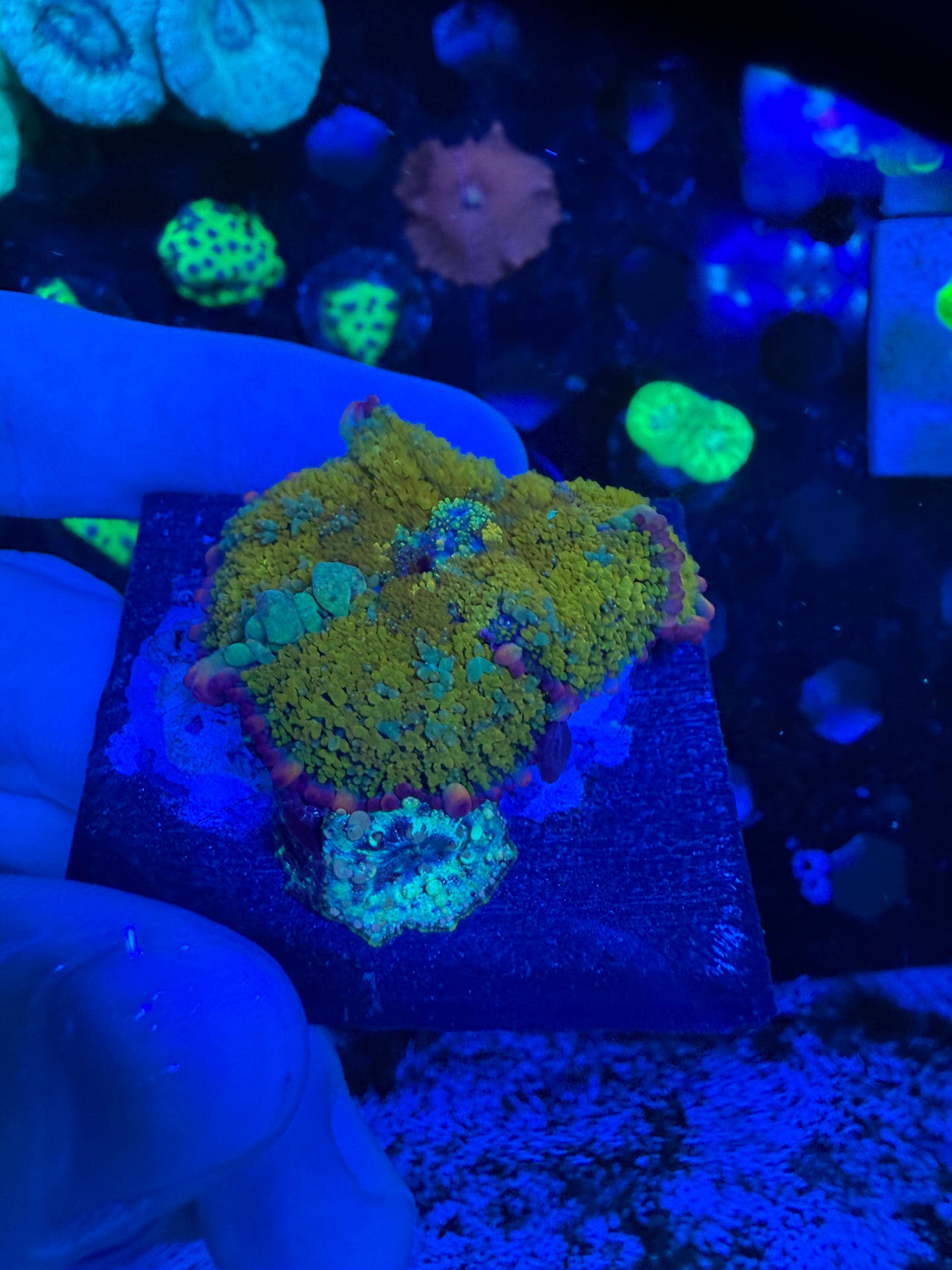 WYSIWYG Gonzos Golden Dragon Bounce