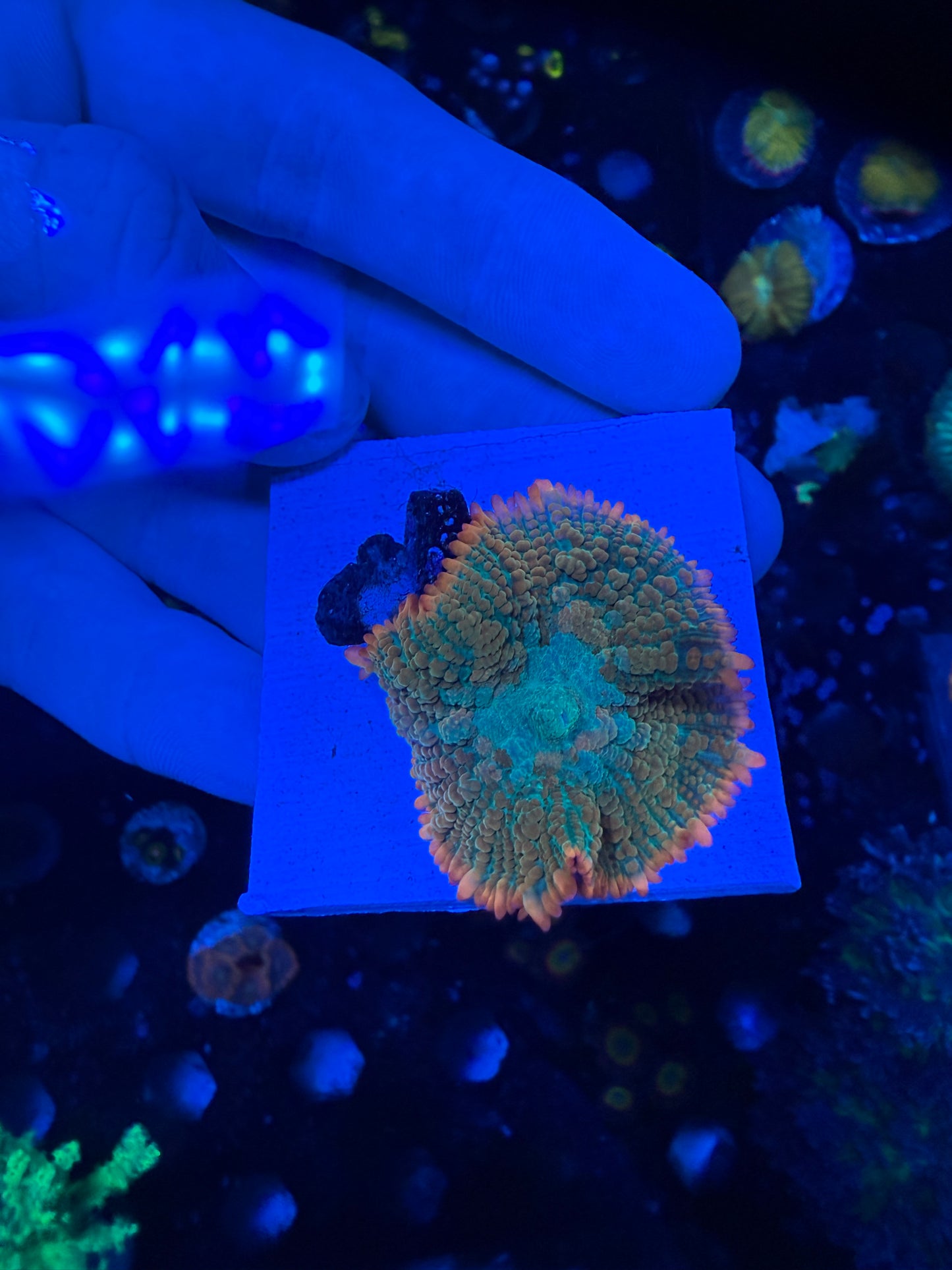 WYSIWYG Tequila Sunrise