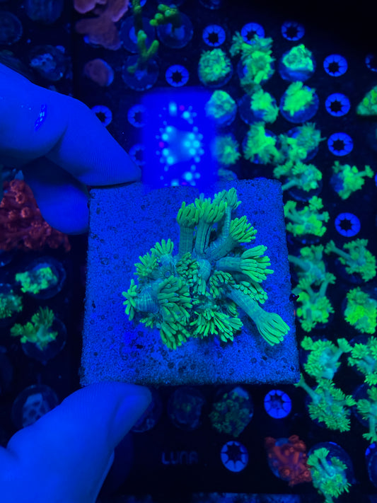 Highlighter Goniopora