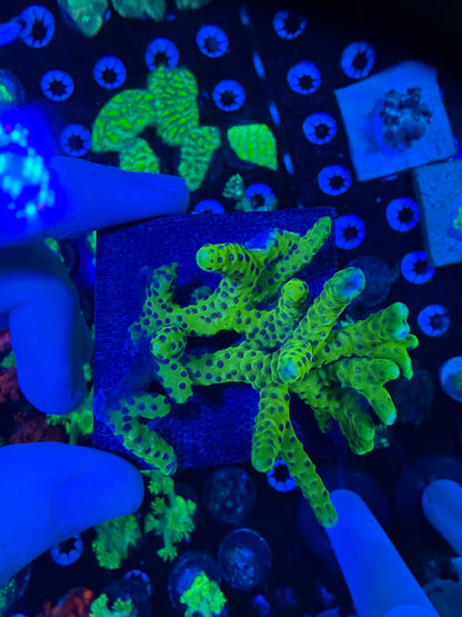 Goldenrod Anacropora