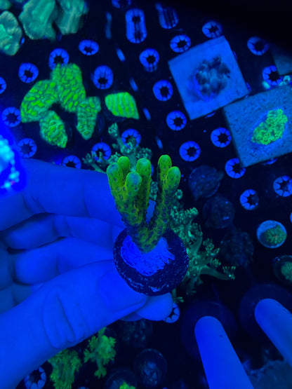 Goldenrod Anacropora