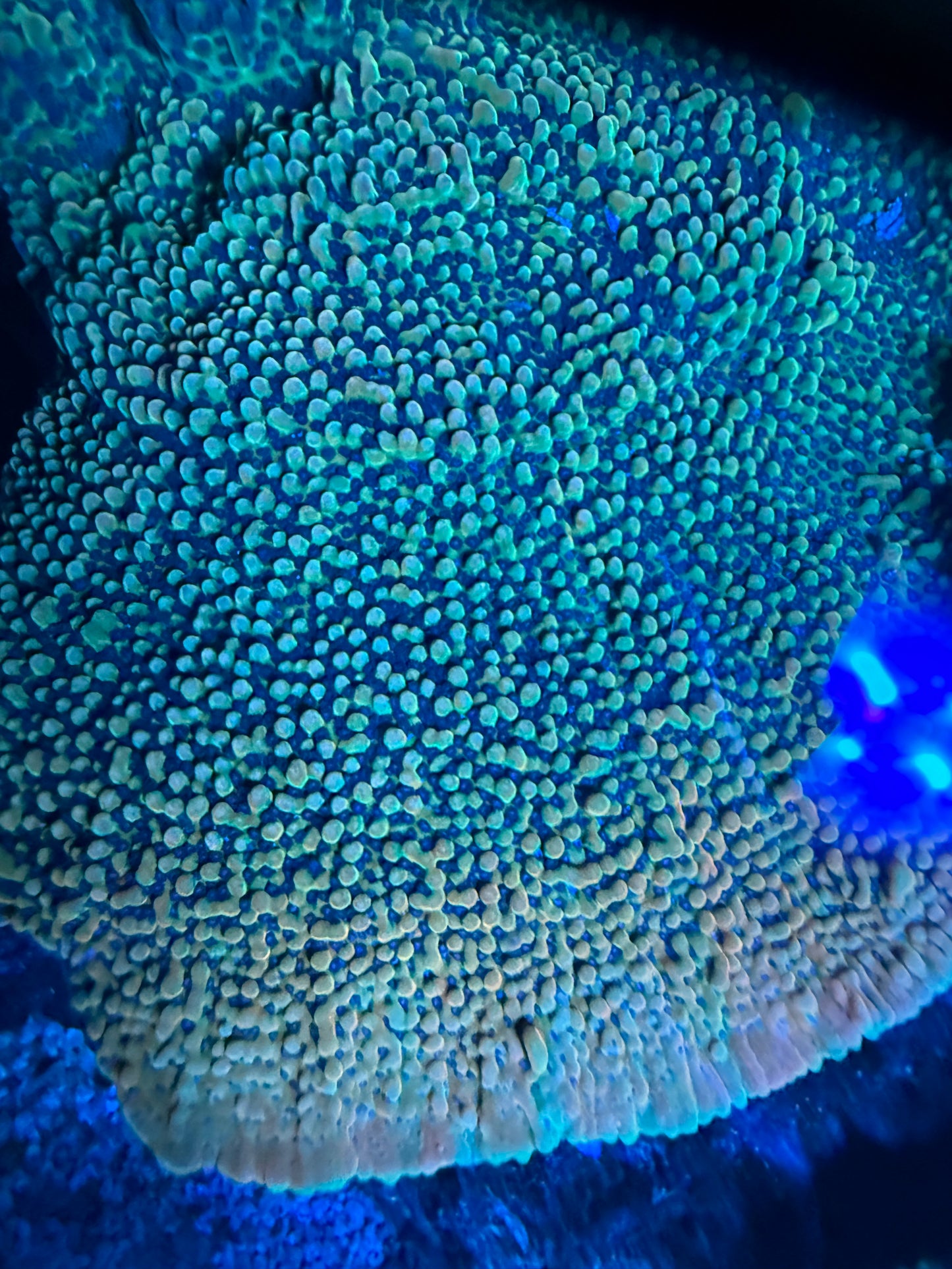JF Alter Ego Montipora