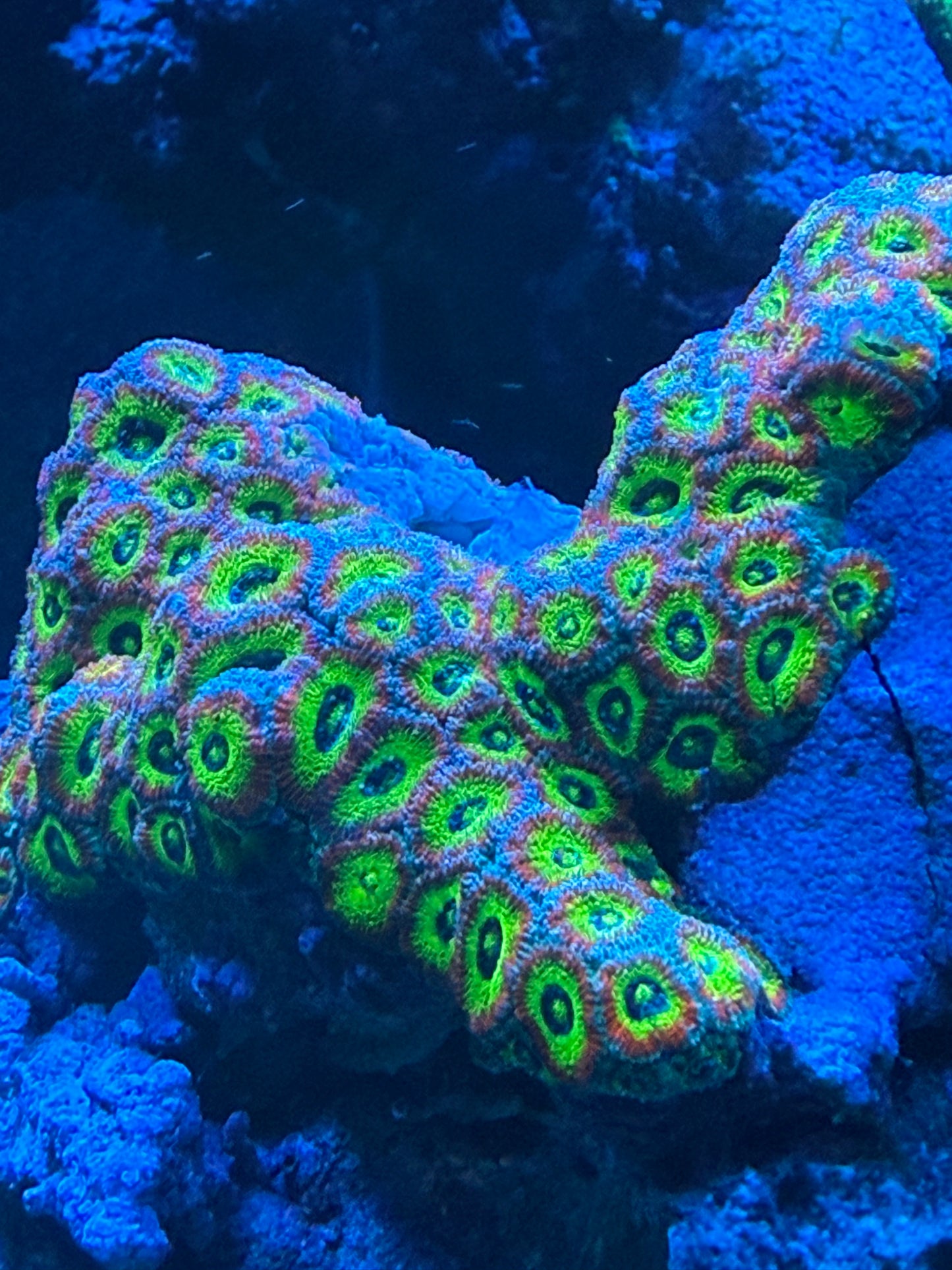 Holy Grail Micromussa