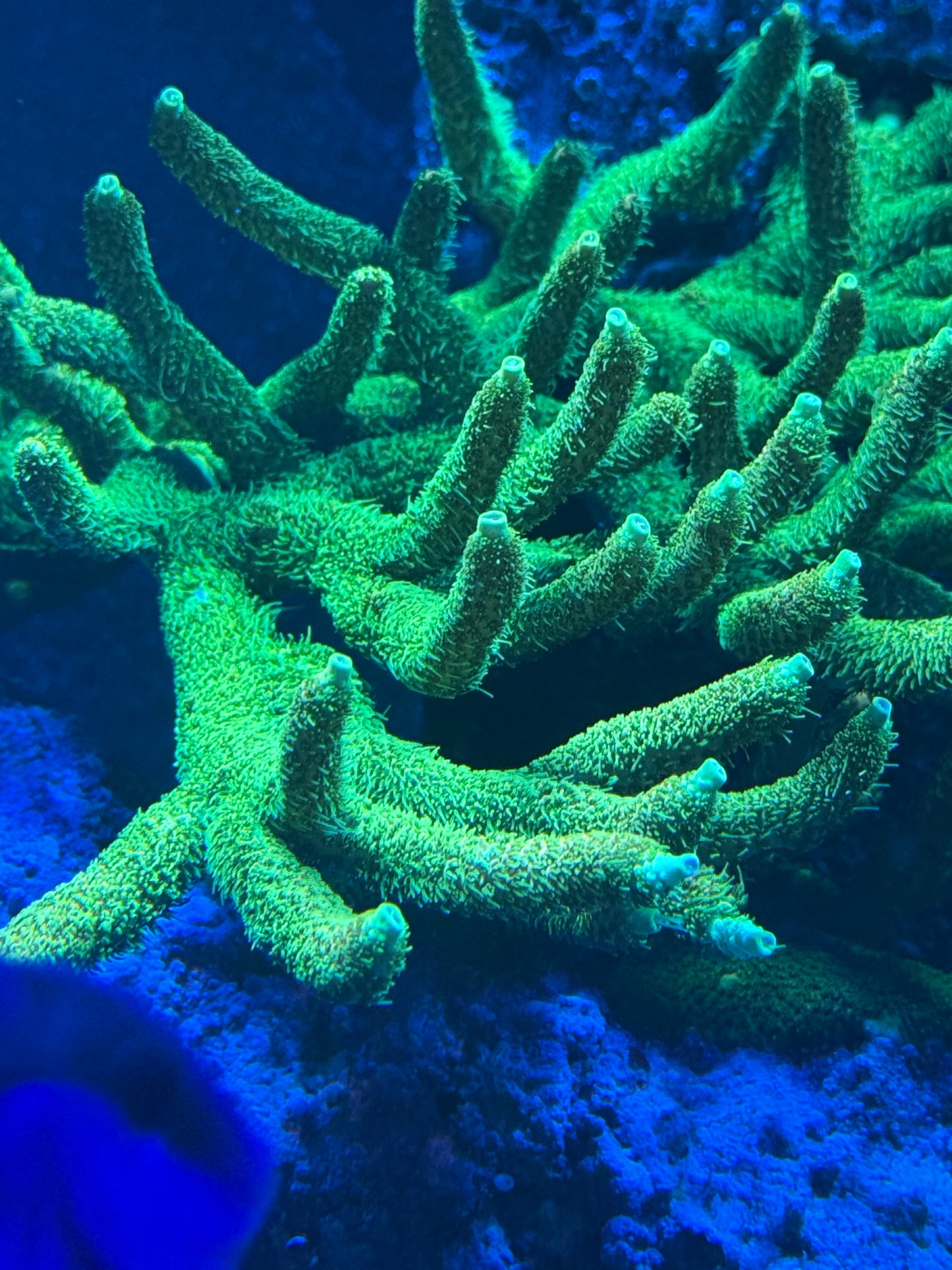 Lemon Lime Millepora