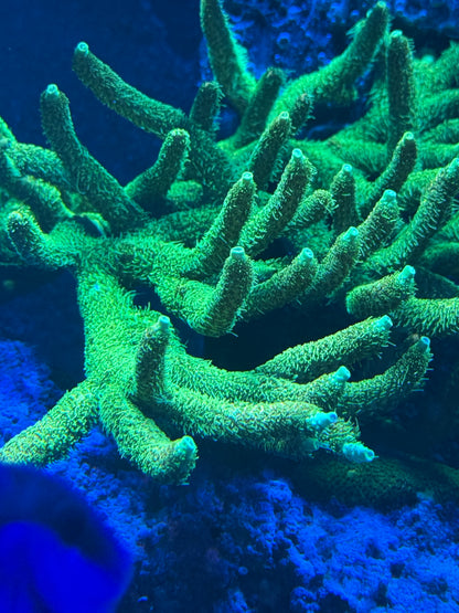 Lemon Lime Millepora