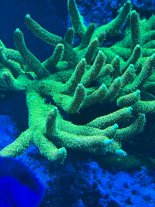 Lemon Lime Millepora
