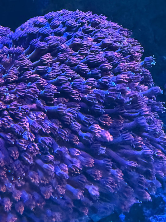 Basic Pink Goniopora