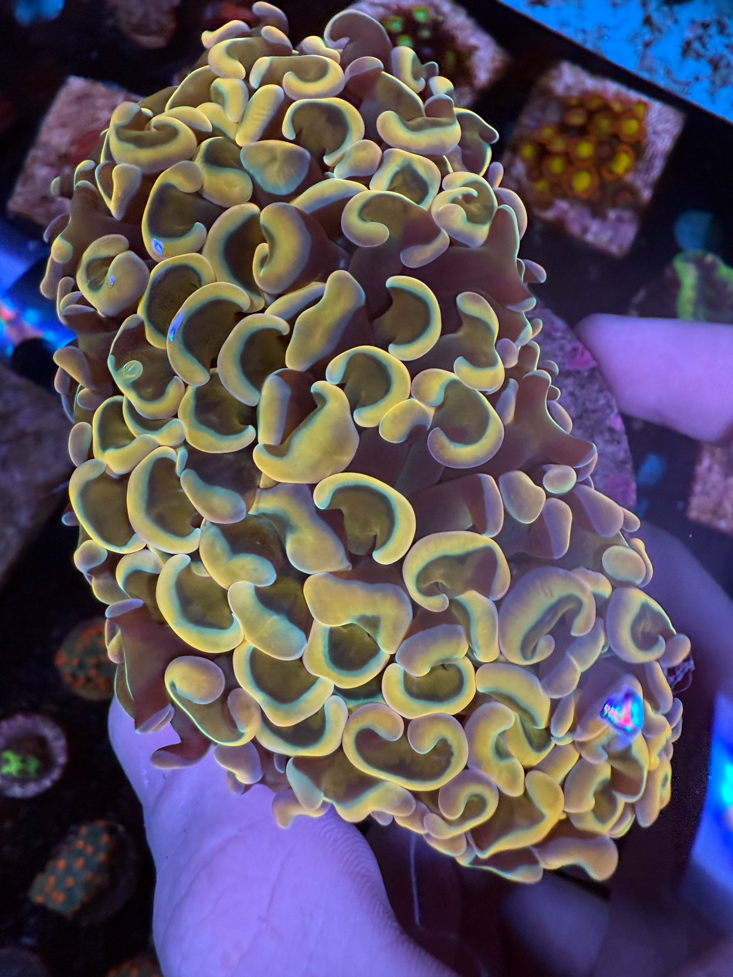 WYSIWYG Rainbow Wall Hammer